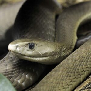 Buy Dendroaspis Polylepis Venom,How To Buy Snake Venom Online USA,How To Safely Buy Snake Venom Online,Buy snake venomin bulk,Bulk order snake venom