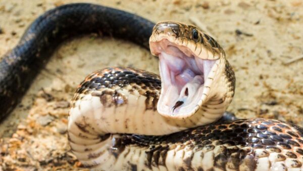 Buy Jararaca Pit Viper Snake Venom,Best venom shop usa,Best venom shop uk,Buy snake venom online ,Buy snake venom online Montana