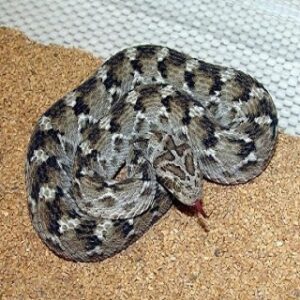 BUY ECHIS CARINATUS VENOM ONLINE,snake venom suppliers,snake venom farming,snake venom business,who buys rattlesnake venom