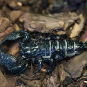 scorpion venom uses-how much is scorpion venom-scorpion venom and alcohol-deathstalker scorpion venom