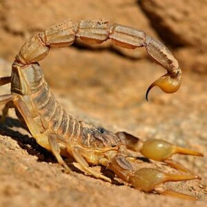 scorpion venom-venomous scorpions-scorpion venom uses-venomous scorpion