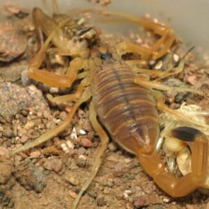bark scorpion venom-Arizona bark scorpion venom-emperor scorpion venom-Asian forest scorpion venom
